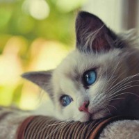 Ảnh đại diện của thành viên LieuThuyMy